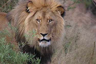 Black maned lion