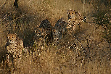 Cheetahs at Amani