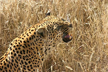 Leopardess Geena