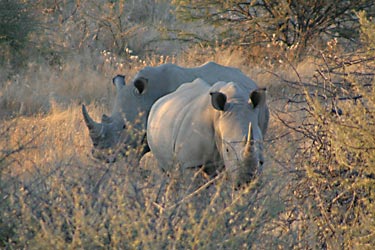Rhino