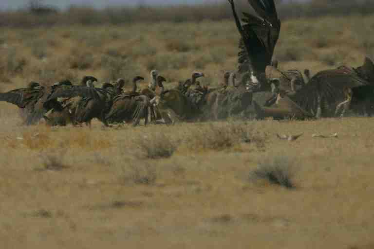 Vultures pick a dead gnu to pieces