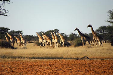 Herd of giraffes