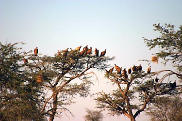 Gathering of vultures