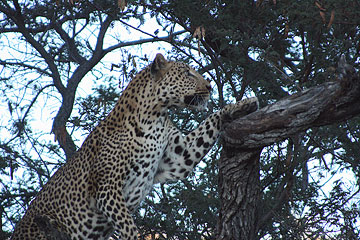 Leopard at Amani