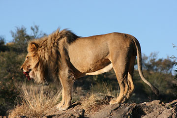 Lion at Amani