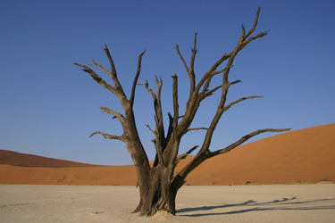 Dead Vlei