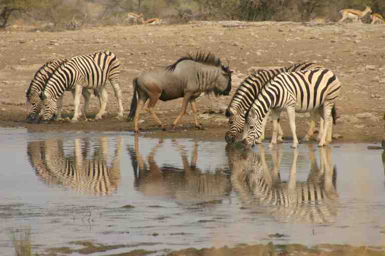 Watering hole Okaukuejo