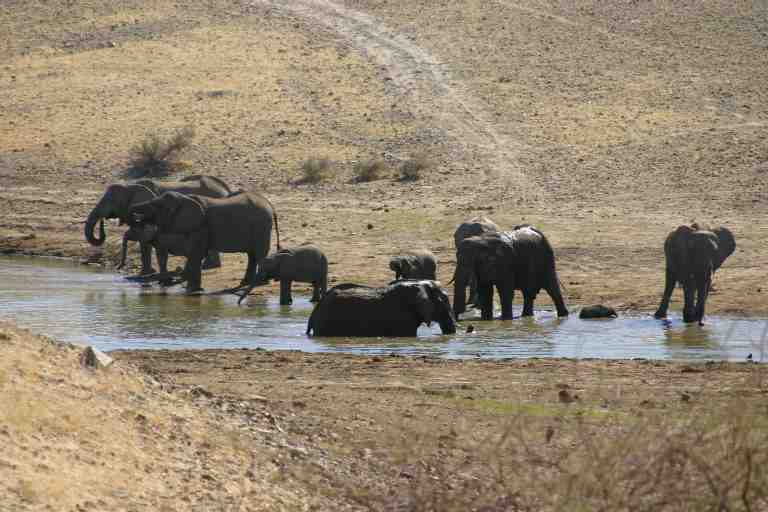 Desert elephants
